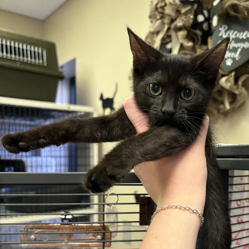 A baby small-sized female Black Domestic Short Hair cat named Fern for adoption in Norfolk, NE