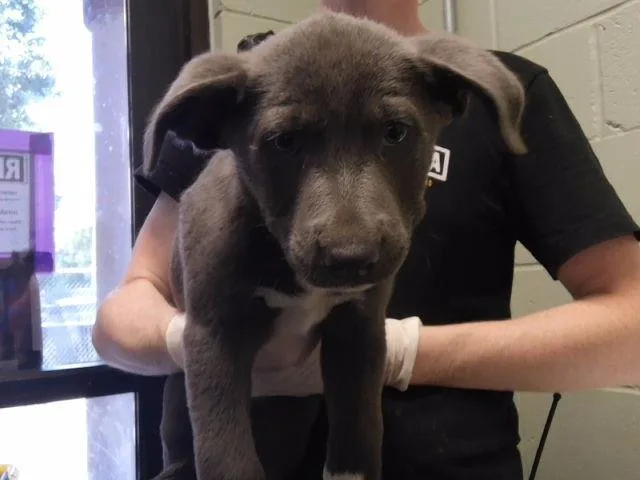 A baby small-sized male Australian Shepherd dog named Bayo for adoption in Tulsa, OK