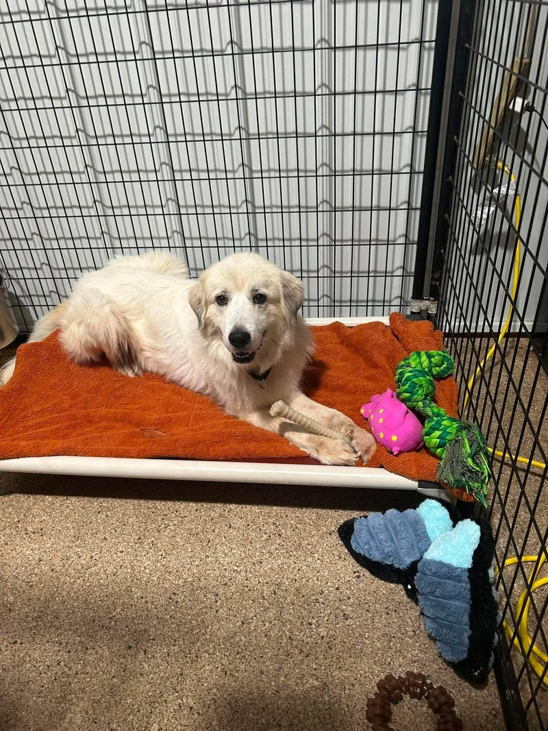 An adult large-sized female Great Pyrenees dog named Frankie for adoption in Valparaiso, IN