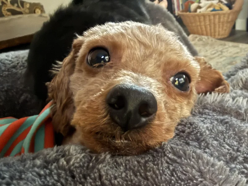 An adult small-sized male Miniature Poodle dog named Theo for adoption in Whitewater, WI