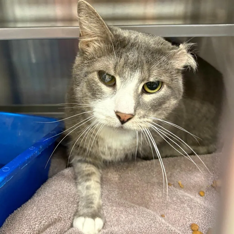 A senior large-sized male Gray / Blue / Silver Domestic Short Hair cat named Smokeyjoe for adoption in Springfield, IL