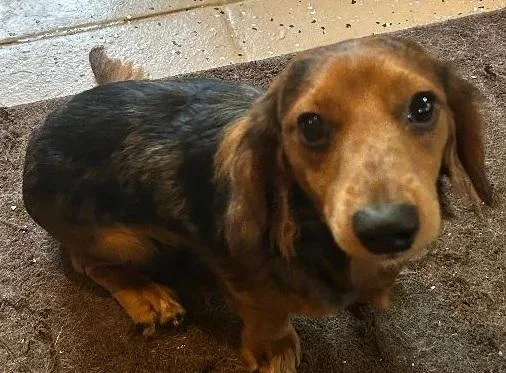 A young small-sized male Bicolor Dachshund (Long Haired) dog named Nugget for adoption in Georgetown, KY