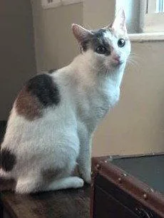 A young medium-sized female Domestic Short Hair cat named KitKat for adoption in St. Cloud, FL