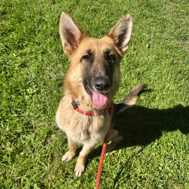 An adult medium-sized female Yellow / Tan / Blond / Fawn German Shepherd Dog dog named Ragamuffin for adoption in Metamora, MI
