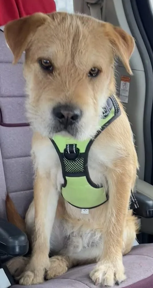 Shrek Nka Hutch Pka thumbnail 2