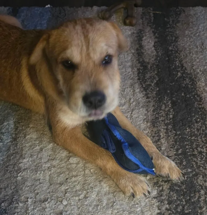 Shrek Nka Hutch Pka thumbnail 3