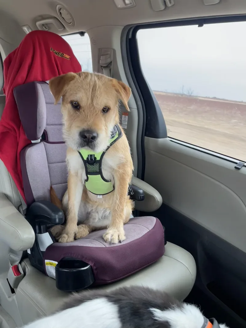 Shrek Nka Hutch Pka thumbnail 4