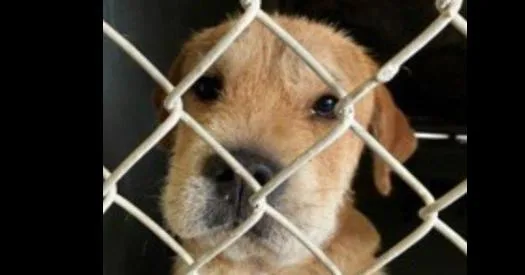 Shrek Nka Hutch Pka thumbnail 6