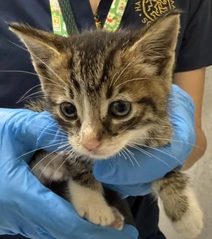 A baby small-sized male Domestic Short Hair cat named Elan for adoption in Honolulu, HI
