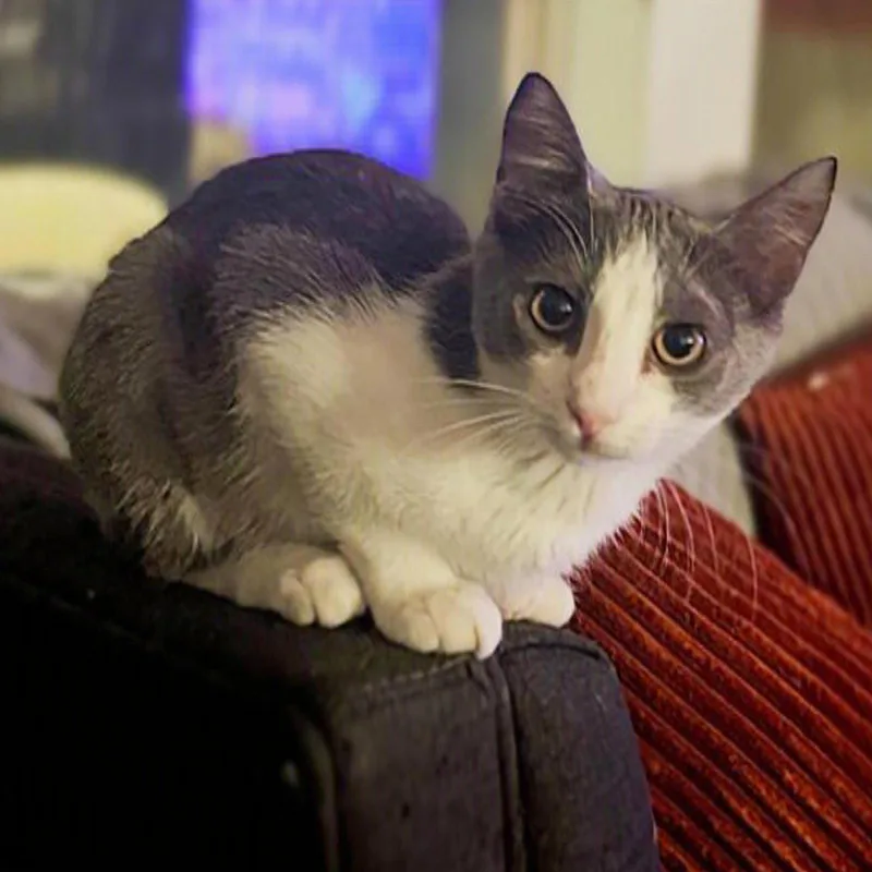 A baby medium-sized female Tuxedo cat named Butter demurebeauty for adoption in Houston, TX