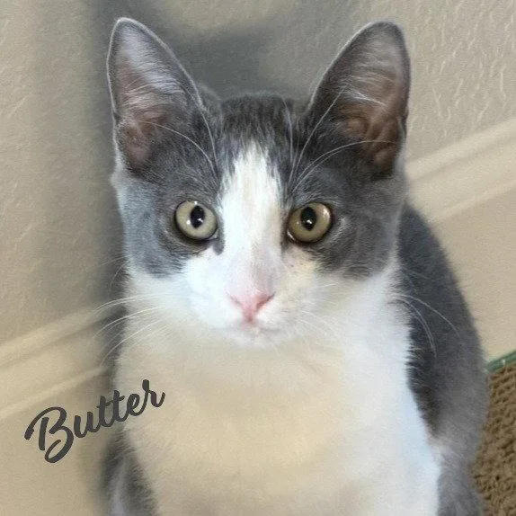 Butter demurebeauty thumbnail 3