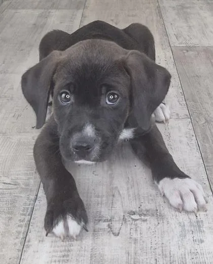 An adult small-sized male Mixed Breed dog named Polo for adoption in Shreveport, LA