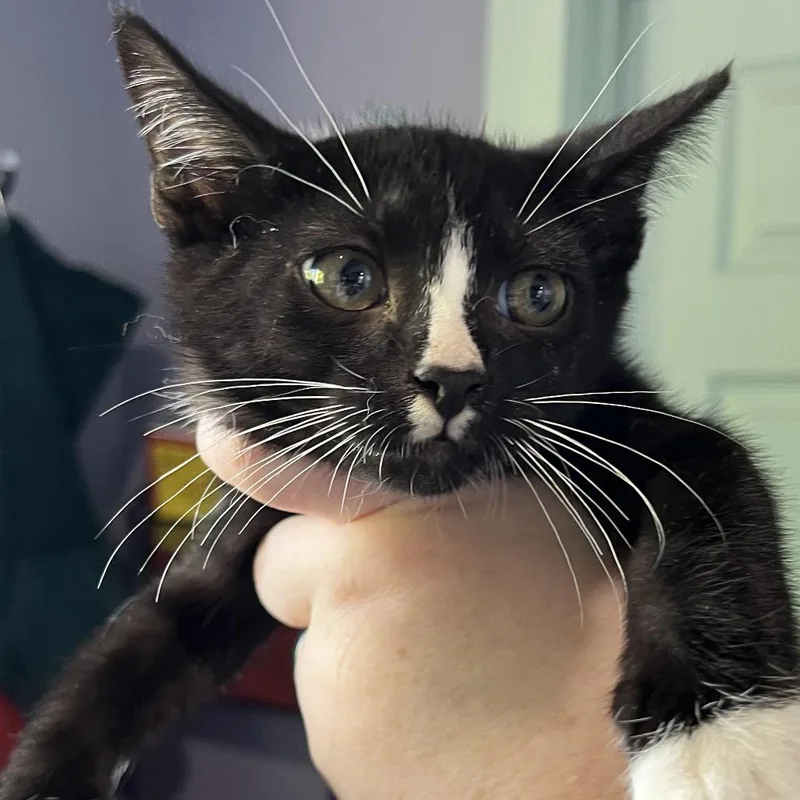 A young small-sized male Black Domestic Short Hair cat named Oscar The Grouch for adoption in Kyle, TX