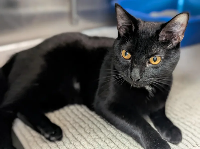 Rouge thumbnail 2