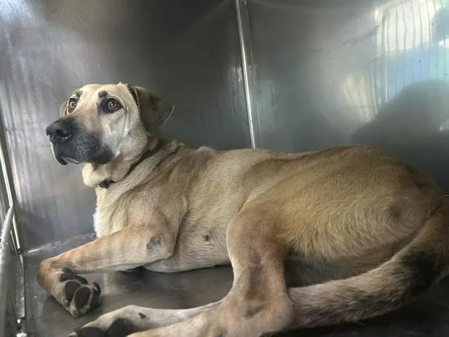 An adult large-sized female German Shepherd Dog dog named Lily for adoption in Baldwin Park, CA