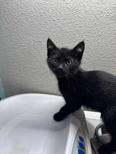 A baby small-sized male Domestic Short Hair cat named Armel for adoption in Sherwood, OR