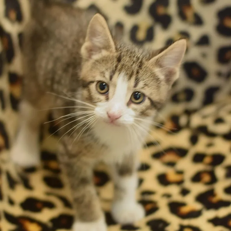 A baby small-sized male Brown / Chocolate Domestic Short Hair cat named Juice for adoption in Belleville, IL