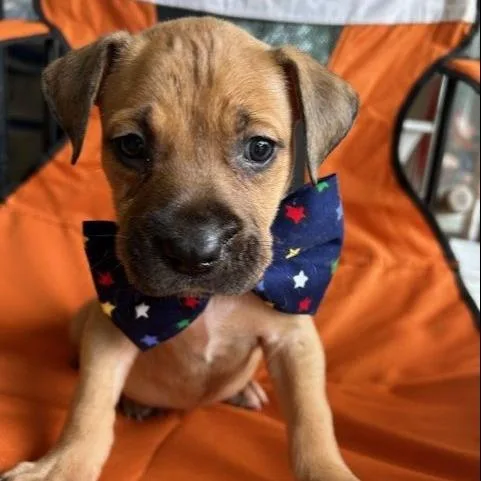 A baby medium-sized male Mixed Breed dog named Fluctus for adoption in Austin, TX