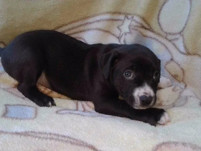 A baby medium-sized male Boxer dog named A for adoption in Baldwin Park, CA