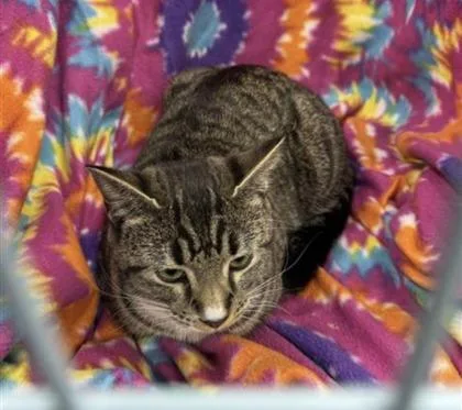 An adult small-sized female Domestic Short Hair cat named Zelda for adoption in Gainesville, FL