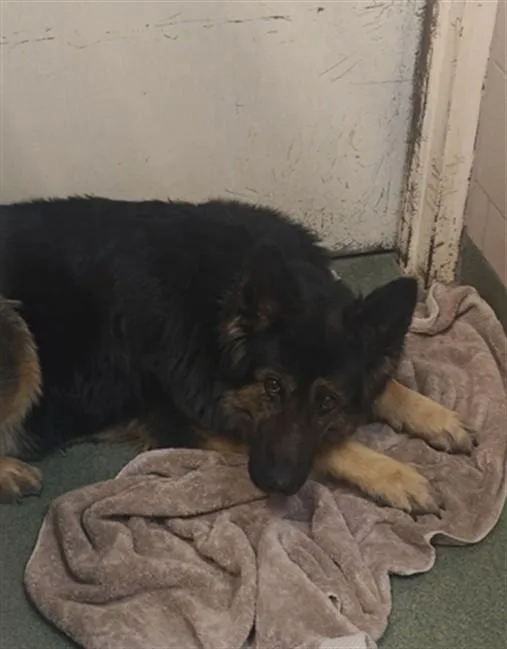 An adult large-sized female Mixed Breed dog named Olive for adoption in Santa Fe, NM