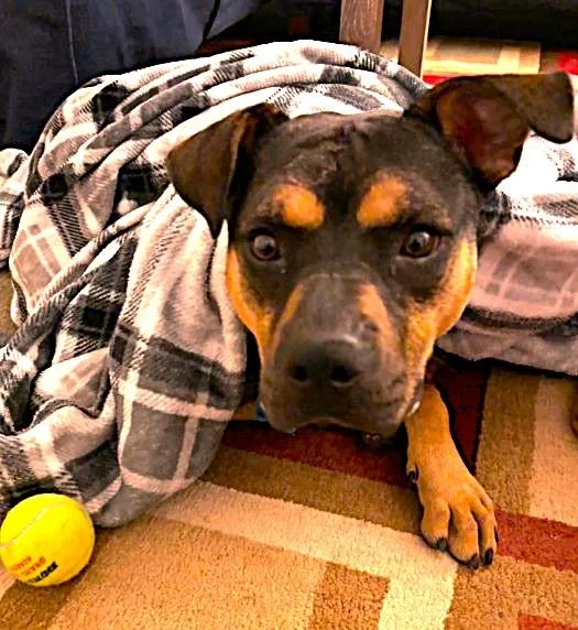 Snickers thumbnail 3