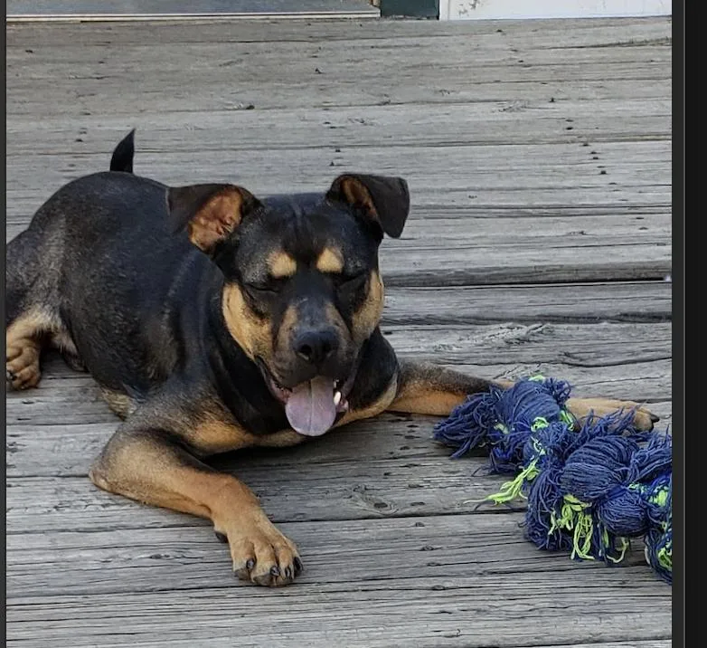 Snickers thumbnail 4