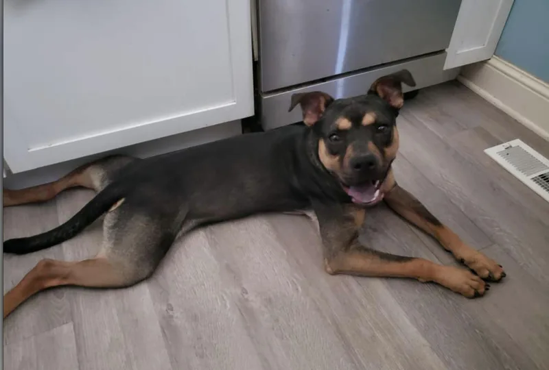 Snickers thumbnail 6