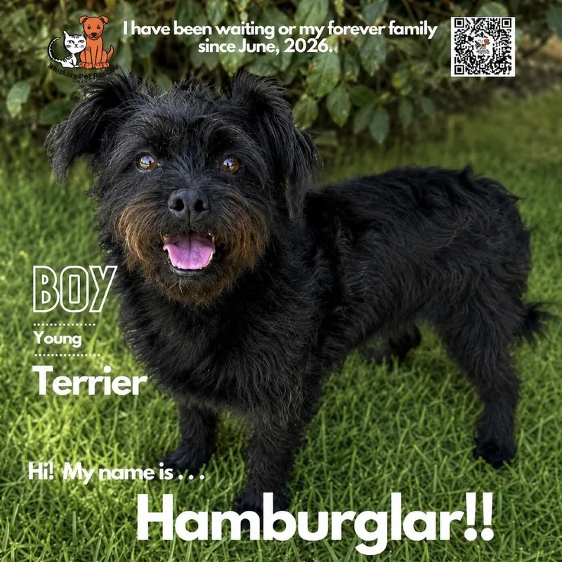 An adult small-sized male Black Terrier dog named Hamburglar for adoption in Westminster, CA