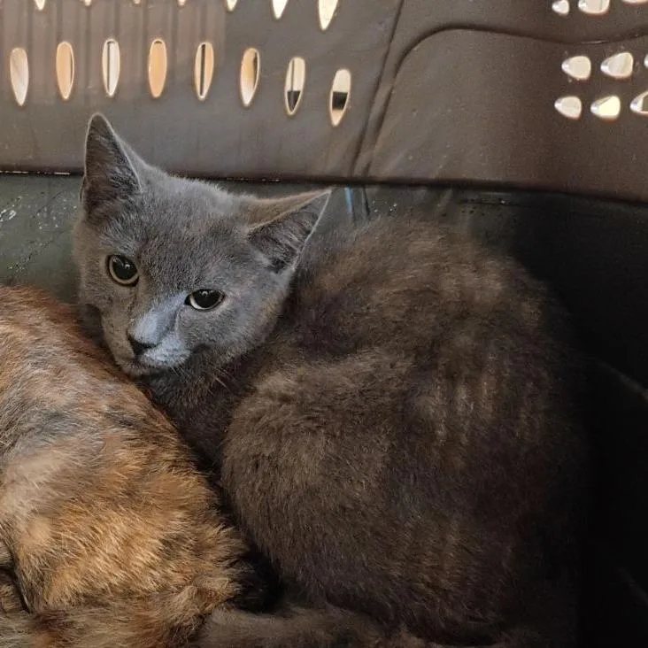 A baby small-sized male Gray / Blue / Silver Domestic Short Hair cat named Banjo for adoption in Lynchburg, VA