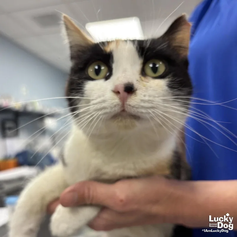 An adult medium-sized female Domestic Short Hair cat named Royal for adoption in Washington, DC