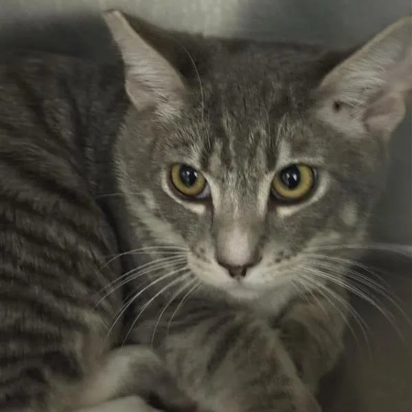 A baby medium-sized male Domestic Medium Hair cat named Sabor for adoption in Mount Shasta, CA