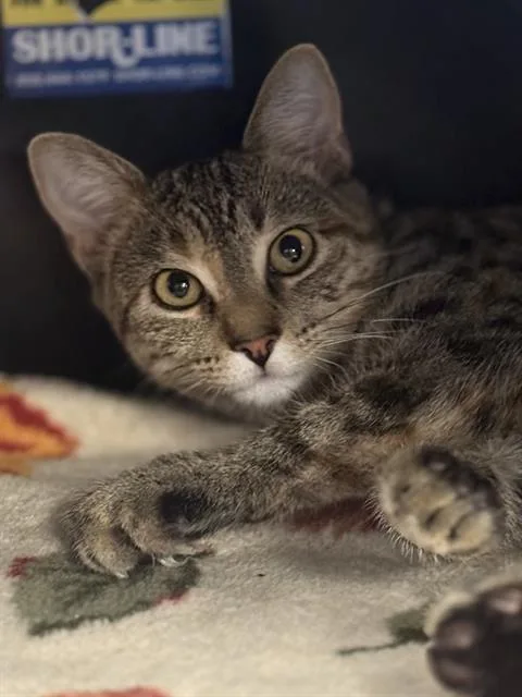 A young medium-sized female Domestic Short Hair cat named Mini for adoption in Dallas, TX