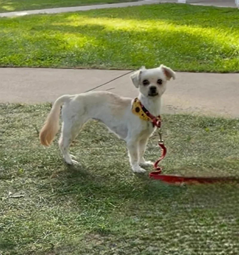 An adult small-sized female Maltese dog named Leila for adoption in Terryville, CT