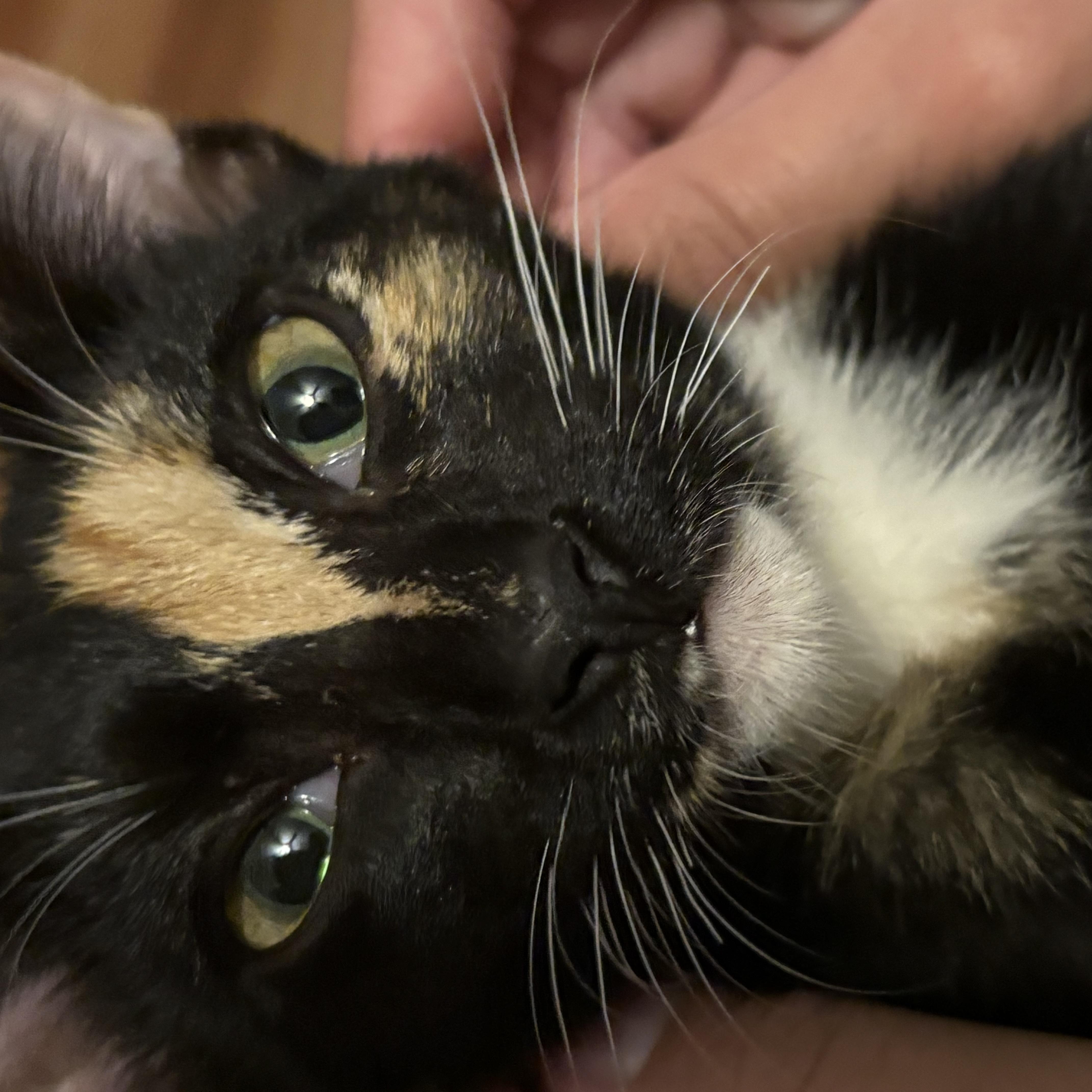 A baby medium-sized female Calico Domestic Medium Hair cat named Olive for adoption in Liverpool, TX