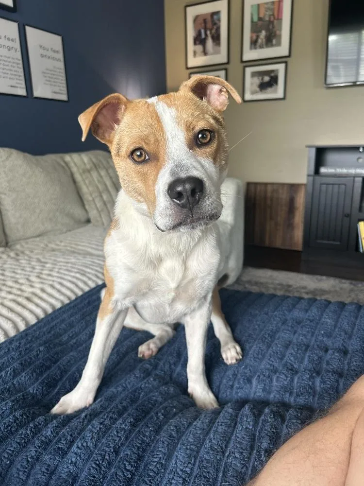 An adult medium-sized female Tricolor (Brown, Black, & White) Mixed Breed dog named Sox for adoption in Clinton Township, MI