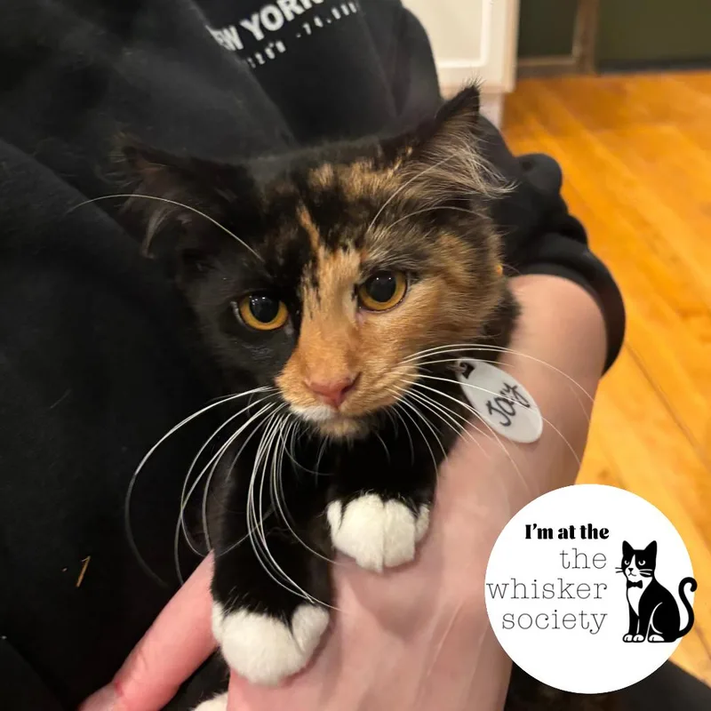 A young medium-sized female Tortoiseshell Domestic Long Hair cat named Josie for adoption in Milwaukee, WI