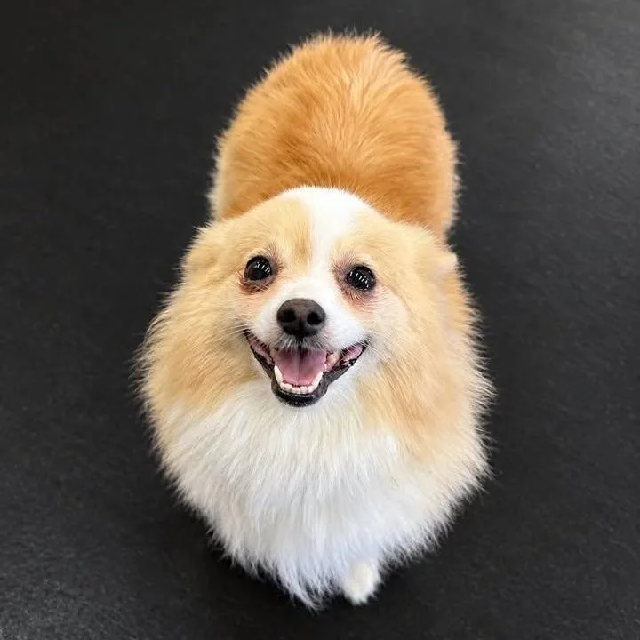 An adult small-sized female Pomeranian dog named Needles for adoption in Hartland, WI