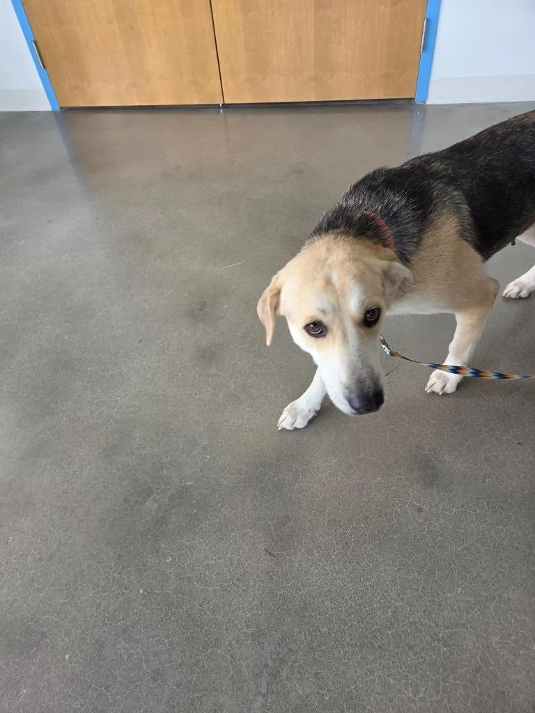 A young medium-sized female Shepherd dog named Henrietta for adoption in Hartsville, SC