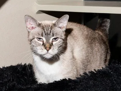 A senior small-sized female Domestic Short Hair cat named Prima for adoption in Longmont, CO
