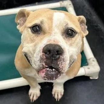 A senior large-sized male Yellow / Tan / Blond / Fawn American Bully dog named Hercules Bear for adoption in Long Island City, NY