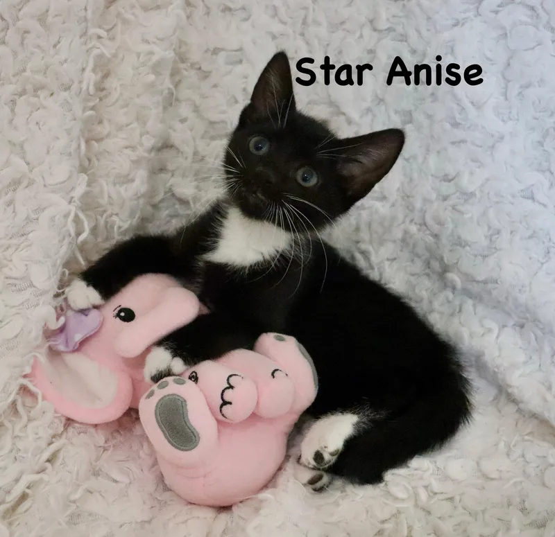 Star anise thumbnail 3
