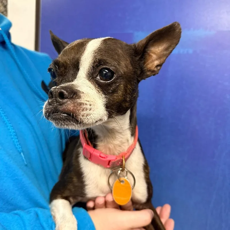 A senior small-sized female Boston Terrier dog named CT Sadie for adoption in Stormville, NY