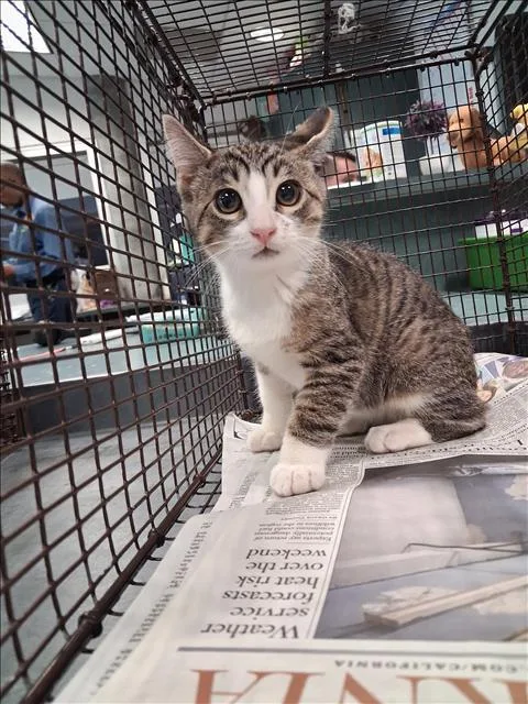 A baby small-sized male Domestic Short Hair cat named Sylus for adoption in Chatsworth, CA