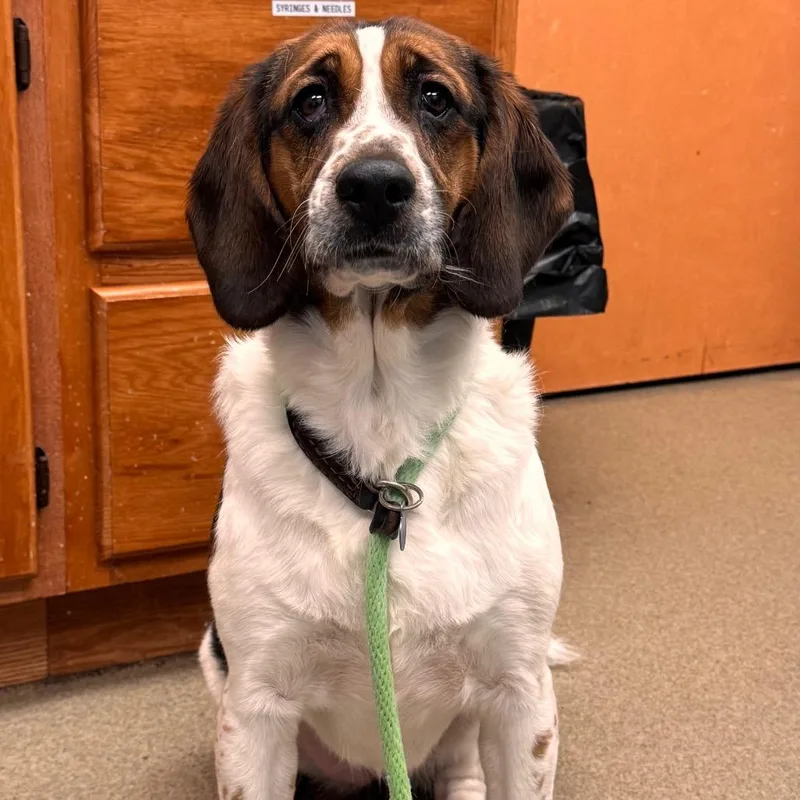 An adult medium-sized female English Springer Spaniel dog named Lovelace for adoption in Birdsboro, PA