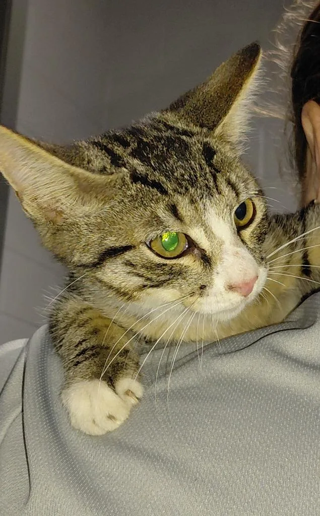 A baby small-sized male Domestic Short Hair cat named Ralphie for adoption in Henderson, NC