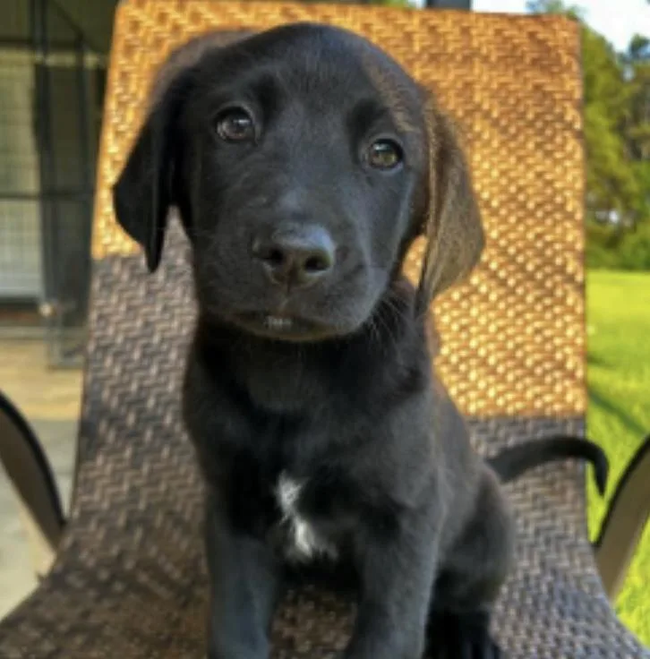 A baby large-sized female Black Labrador Retriever dog named Burriee Olivia for adoption in Broomfield, CO