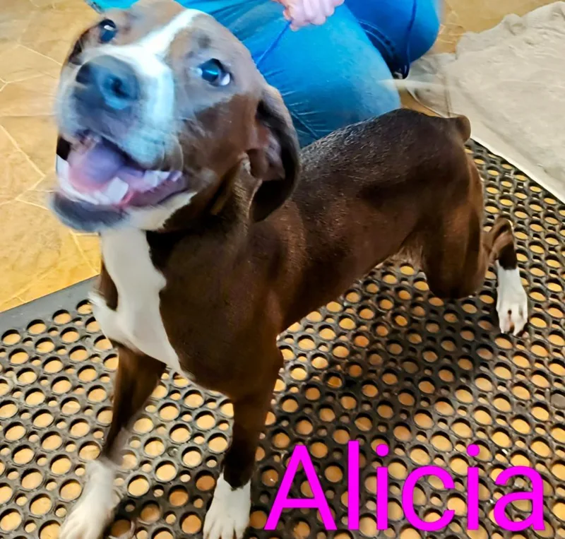 Alicia