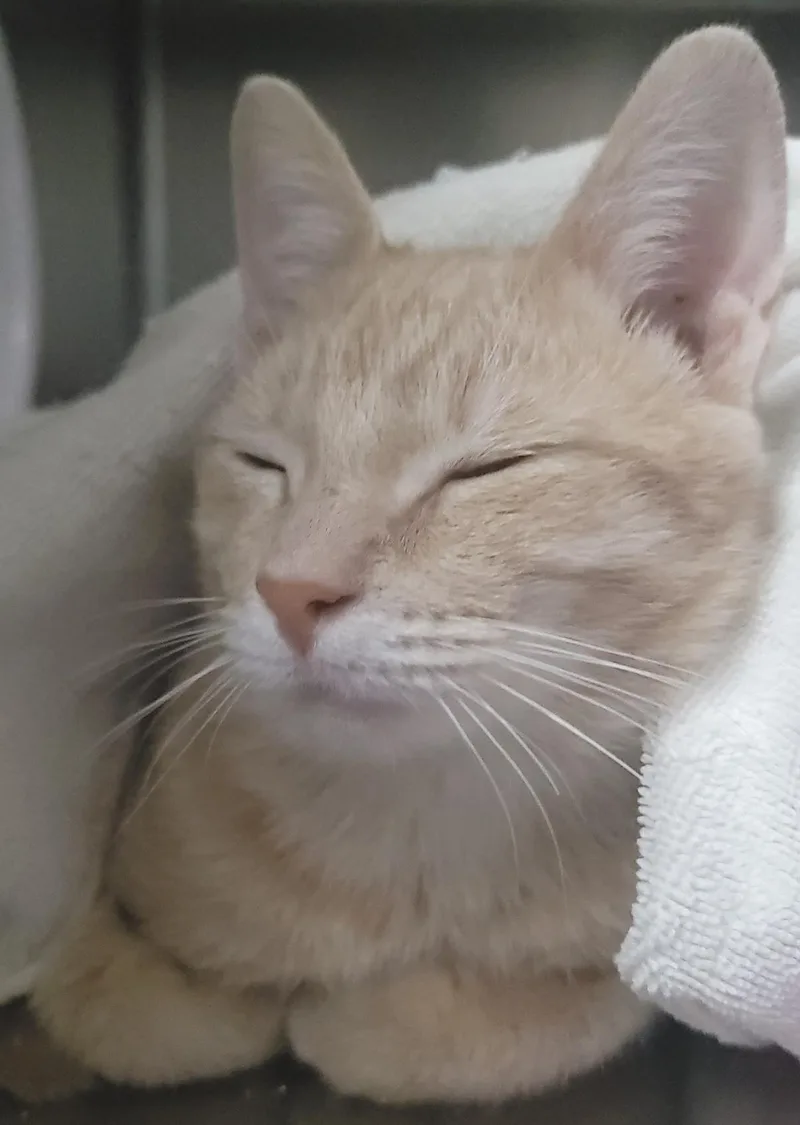 A young medium-sized male Domestic Short Hair cat named Erie for adoption in Plover, WI