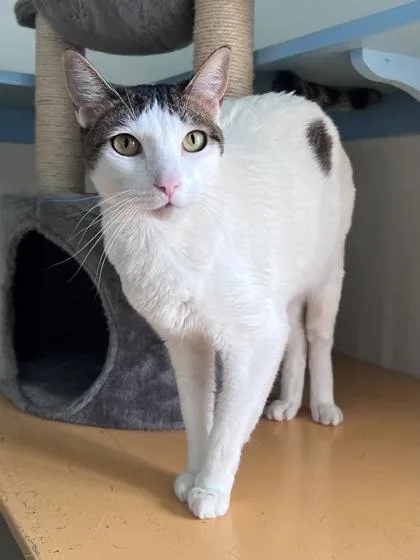 An adult small-sized female Domestic Short Hair cat named Brie for adoption in Houston, TX